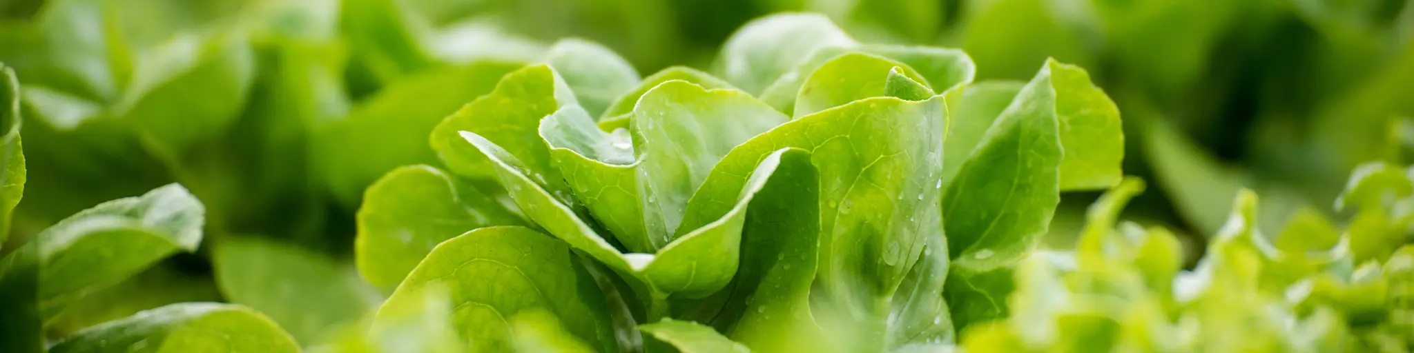 Cover Adobestock 531430619